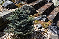Picea pungens Glauca Globosa IMG_5498 Świerk kłujący